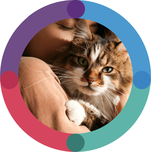 Cat being held by a person staring