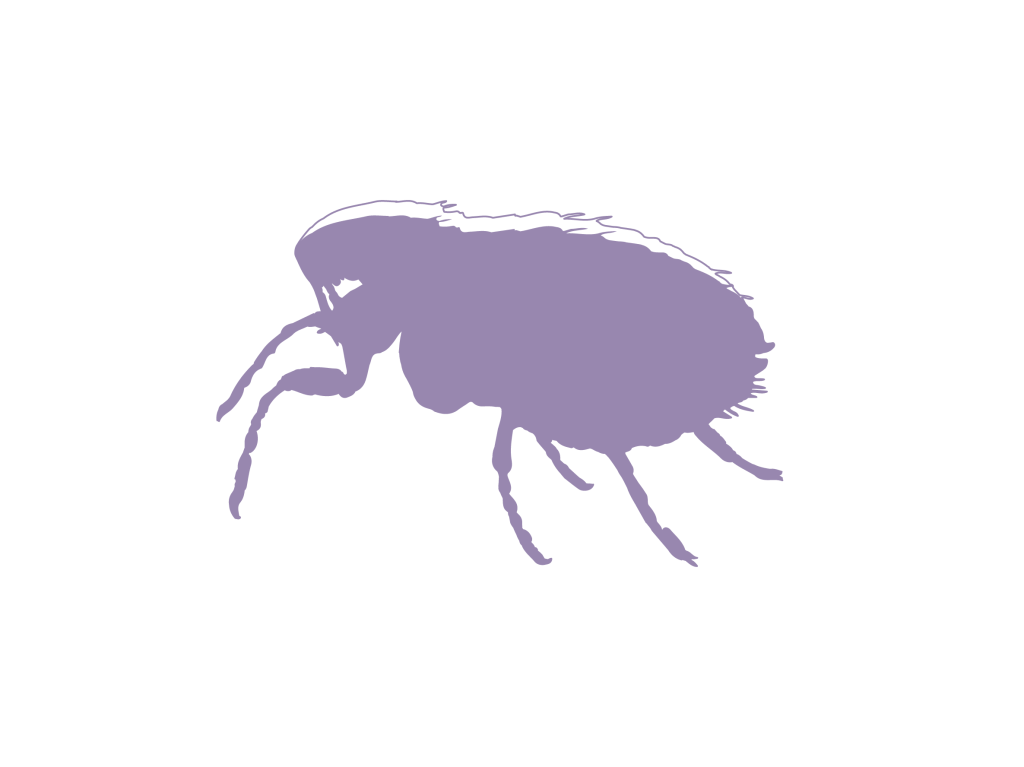 Adult flea